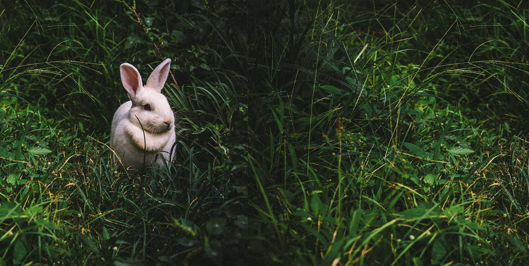 Kaninchen auf der Wiese des Kaninchenhofs Wertsch